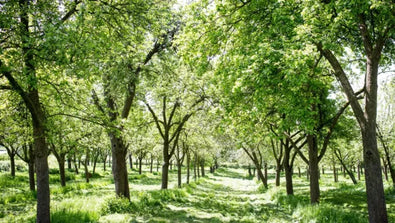 About Willy’s Organic Apple Cider Vinegar