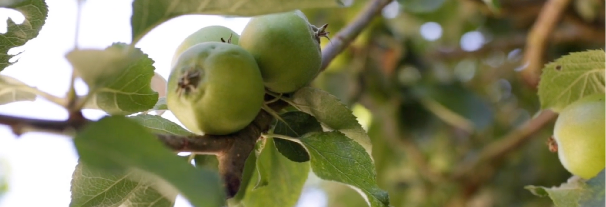 At Willy’s, we believe the best things come from nature and time.